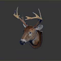 Taxidermy Deer Head Mount With Golden Antlers On Brown Plaque Dark Background