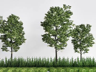 Three Arbor Trees with Lush Foliage Standing on Green Lawn with White Background 3d model