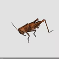 Brown Grasshopper Detailed Body Structure With Natural Texture On Black Background 3d model