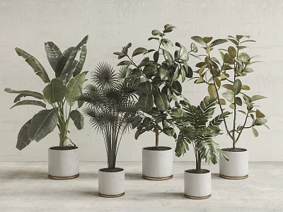Various Indoor Potted Green Plants in White Ceramic Pots for Home Decor 3d model