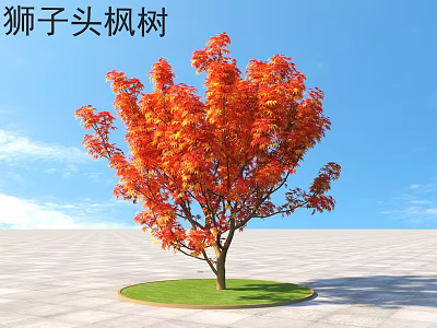 Vibrant Lion's Head Maple Shrub with Red Leaves and Green Grass under Clear Blue Sky 3d model