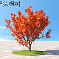 Vibrant Lion's Head Maple Shrub with Red Leaves and Green Grass under Clear Blue Sky