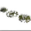 Different Types of Green Grass Plants Growing in Natural Clumps on White Background