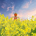Yellow Rapeseed Flowers Field With Scarecrow Under Blue Sky And Sunset Clouds