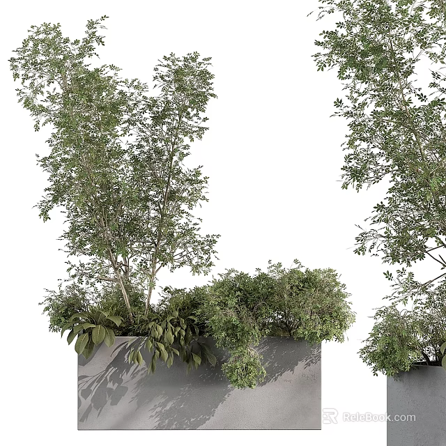 Green Trees And Shrubs In Grey Planters With White Background And Lush Foliage 3d model 