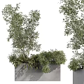 Green Trees And Shrubs In Grey Planters With White Background And Lush Foliage