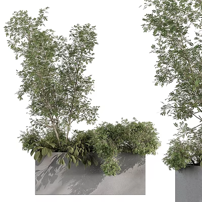 Green Trees And Shrubs In Grey Planters With White Background And Lush Foliage 3d model