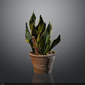 Snake Plant In Brown Clay Pot With Green And Yellow Leaves On Dark Background