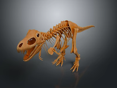 Realistic Dinosaur Skeleton Model Display With Detailed Anatomical Structure And Standing Pose 3d model