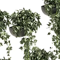 Hanging Vines Potted Plants with Lush Trailing Leaves and Green Foliage