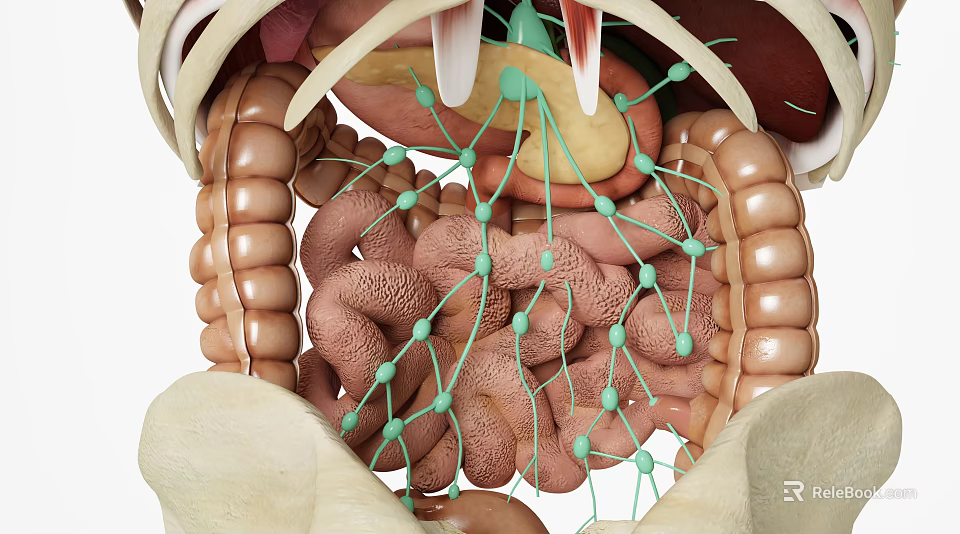 Medical Device 3D Anatomical Model for Human Digestive System with Detailed Intestines and Vessels 3d model 