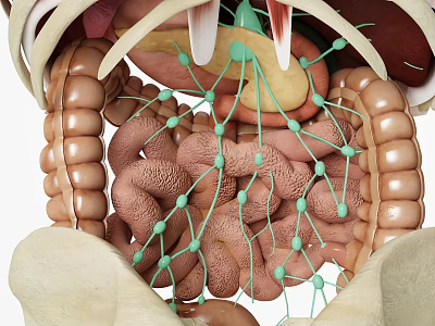 Medical Device 3D Anatomical Model for Human Digestive System with Detailed Intestines and Vessels 3d model