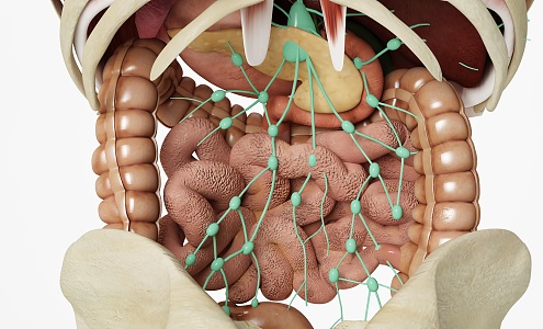 Modern lymphoid tissue Human gastrointestinal associated lymphoid tissue 3d model