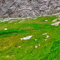 Lush Green Meadow with Scattered Stones in Natural Landscape Against Gray Mountain Cliff