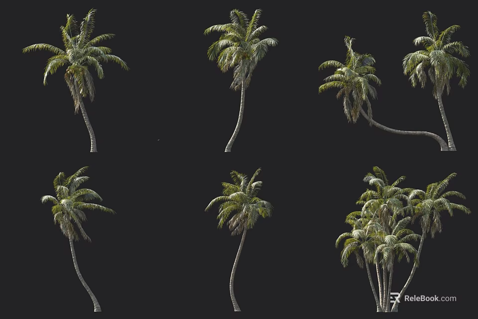 Palm Trees Showcase Various Growth Forms Single Trunk And Clustered Groups 3d model