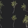 Palm Trees Showcase Various Growth Forms Single Trunk And Clustered Groups 3d model