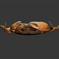 Brown Crab With Extended Claws On Black Background Showing Reflection 3d model