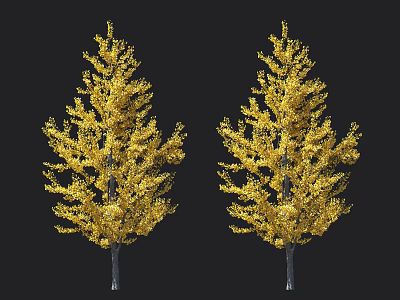 Two Lush Ginkgo Trees With Golden Yellow Leaves Against Black Background 3d model