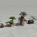 Various Bonsai Plants with Unique Tree Shapes in Colored Ceramic Pots 3d model