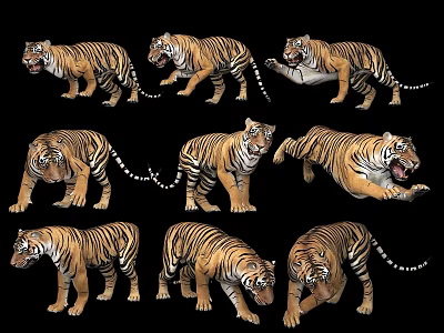 Modern Tiger Combination Animal 3d model