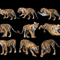 Modern Tiger Tiger Combination Animal 3d model