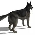 Realistic German Shepherd Dog Standing With Shadow On White Background