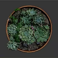 Succulent Plant in Terracotta Pot with Green Leaves and Pink Flower Stem