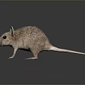 Detailed Realistic Mouse With Brown Fur Large Ears And Black Eyes Standing On Shiny Surface