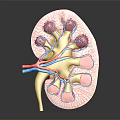 3D Anatomical Kidney Model Medical Device For Medical Education And Study