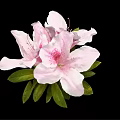 Beautiful Pink Azalea Flower With Soft Petals And Green Leaves