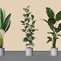 Three Different Potted Plants in White Pots on Gray Floor with Light Wall Background