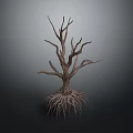 Withered Tree with Exposed Roots and Dry Branches on Dark Background