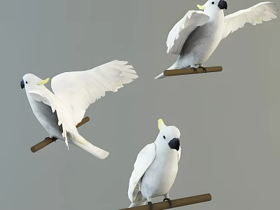 Three White Cockatoos Perched on Branches with Spread Wings and Natural Poses 3d model