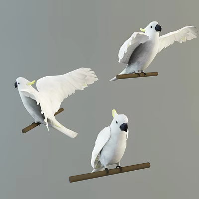 Three White Cockatoos Perched on Branches with Spread Wings and Natural Poses 3d model