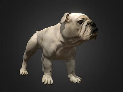 White English Bulldog Standing In Realistic 3D Render With Dark Background 3d model