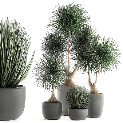Indoor Decorative Plant Arrangement With Green Potted Plants And Gray Planters 3d model