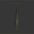 Realistic 3D Model of a Majestic Whale Aquatic Animal on Gray Background