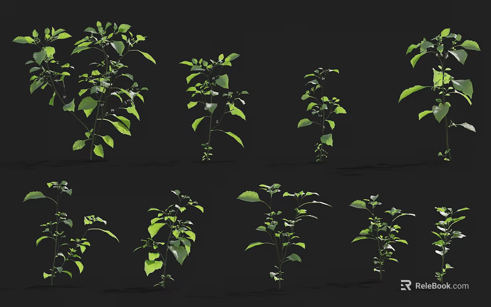 Lush Green Plants With Multiple Fresh Leaves On Black Background 3d model