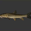 Realistic Toy Fish Model With Detailed Scales And Lifelike Design