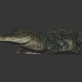 Realistic Blue Green Crocodile With Scaly Texture Lying On Dark Surface With Reflection 3d model