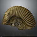 Ancient Ammonite Fossil With Spiral Shell And Detailed Texture From Marine Animal