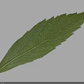 Green Leaf With Visible Veins On Light Blue Background Showing Natural Shadow