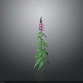 Tall Green Plant With Long Stem Green Leaves Pink Flowers And Grey Background