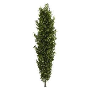 Xinjiang poplar outdoor landscape tree plant trees 3d model