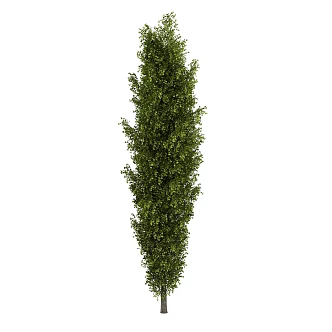 Xinjiang poplar outdoor landscape tree plant trees 3d model