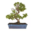 Bonsai Plant with Twisted Trunk and Green Leaves in Square Blue Pot