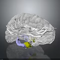 Transparent Brain Model with Hair like Structures and Purple Yellow Components 3d model