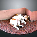 Curled Up Cat Resting In Corner With Pink Walls And Red Floor