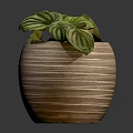 Beautiful Striped Leaf Houseplant In Textured Ceramic Pot On Dark Background