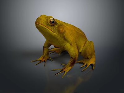 Yellow Toad Standing On Grey Background With Textured Skin And Large Eyes 3d model
